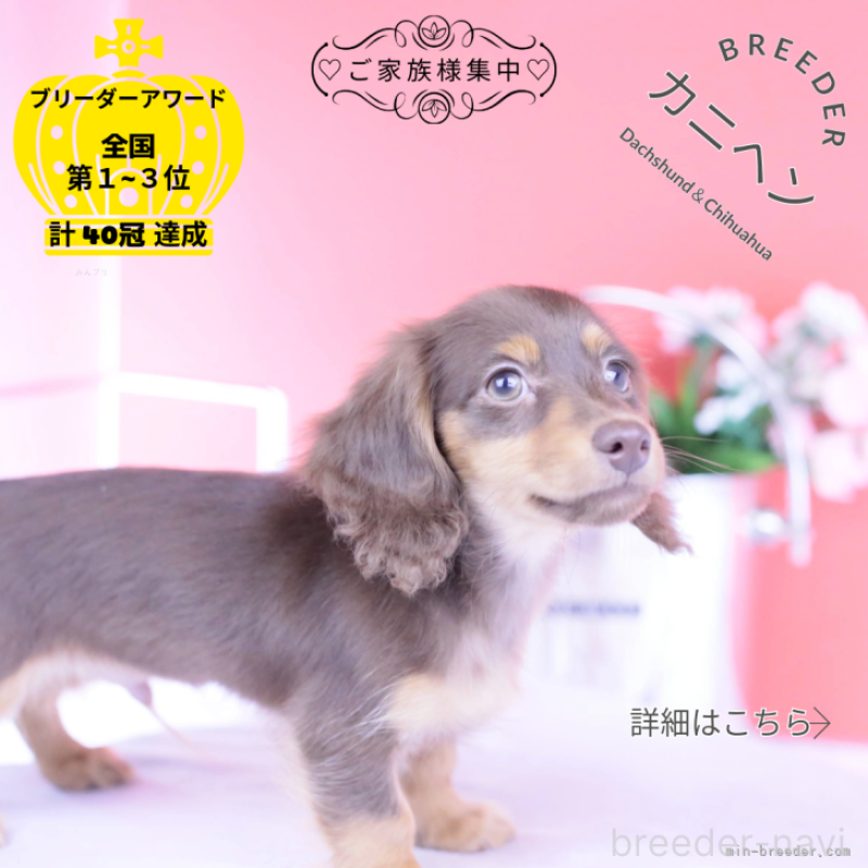 販売中の愛知県のカニンヘンダックスフンド(ロングヘアード)-416358