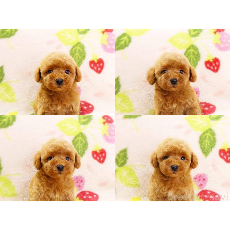 販売中の千葉県のティーカッププードル-436140の6枚目