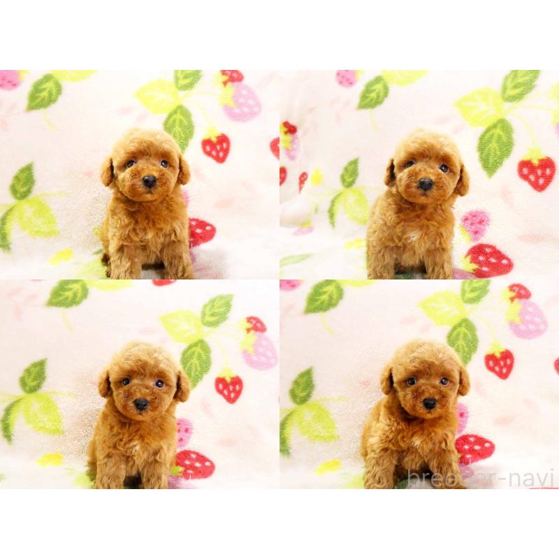 販売中の千葉県のティーカッププードル-436140の4枚目