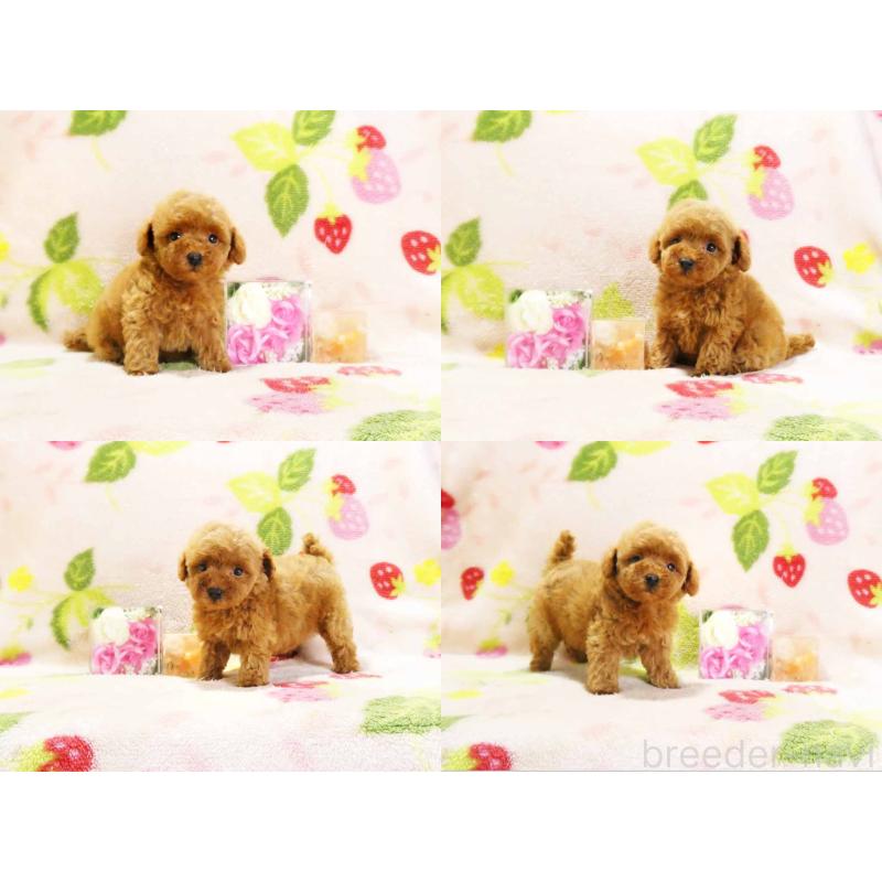 販売中の千葉県のティーカッププードル-436140の3枚目