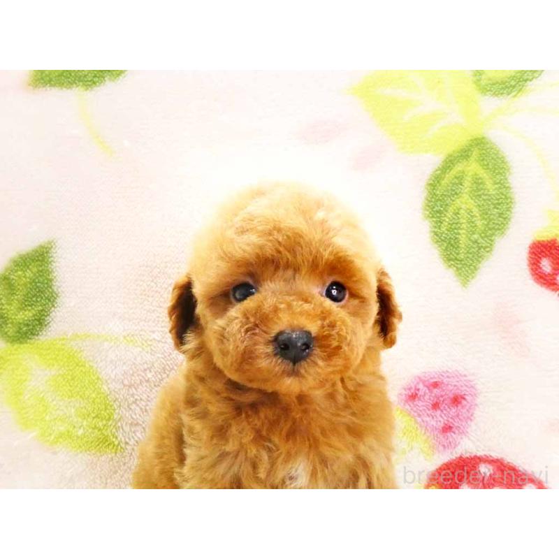 販売中の千葉県のティーカッププードル-436140の2枚目