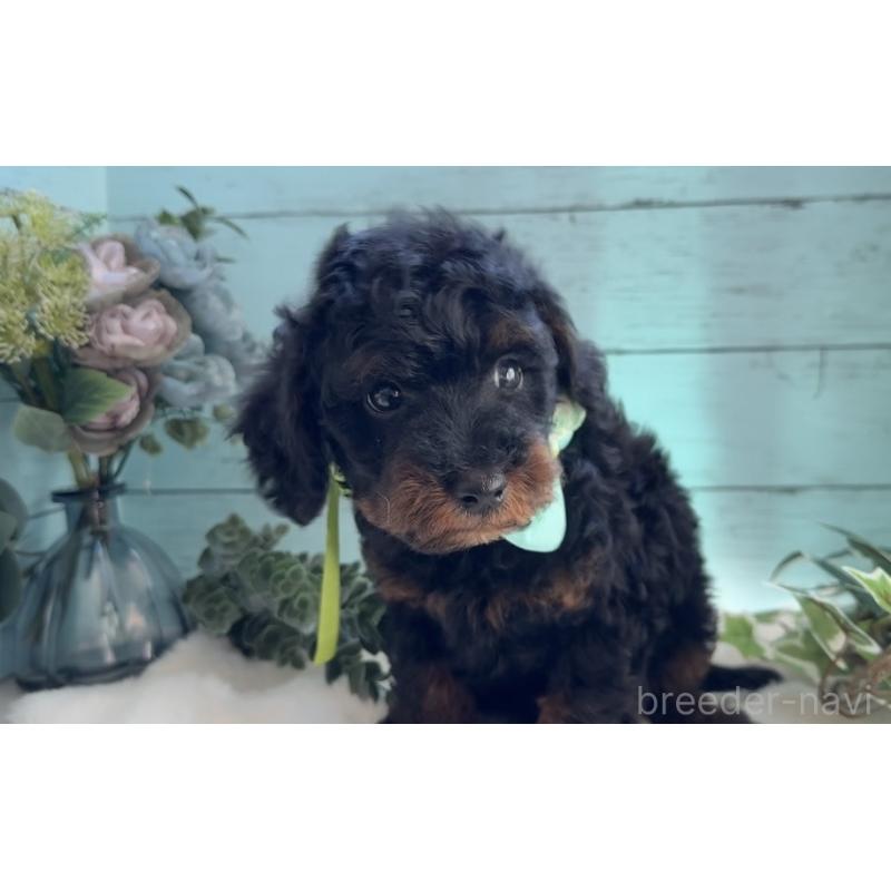 販売中の埼玉県のトイプードル-433125の9枚目