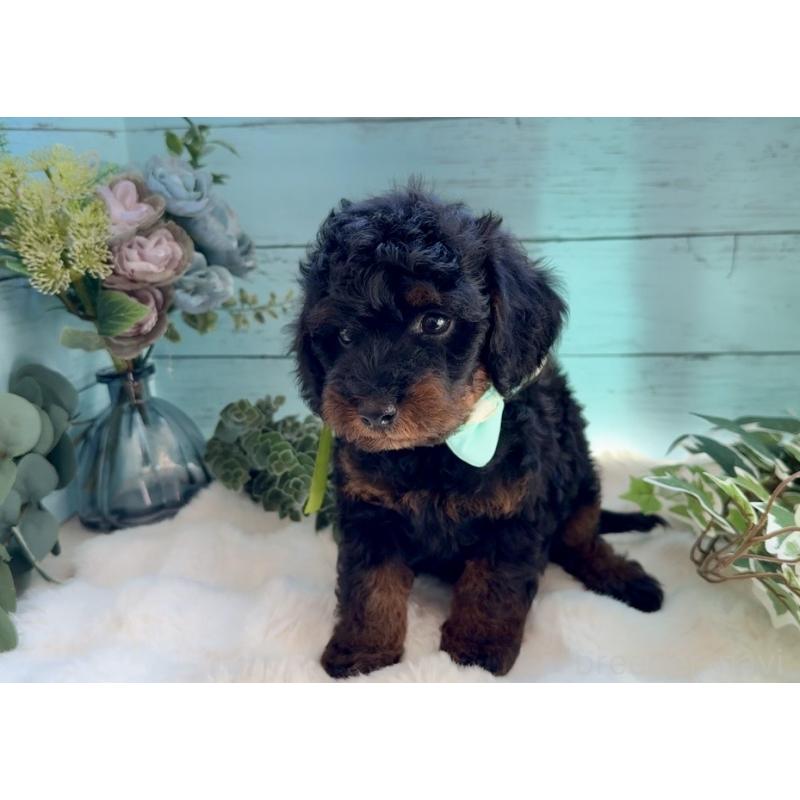 販売中の埼玉県のトイプードル-433125の8枚目