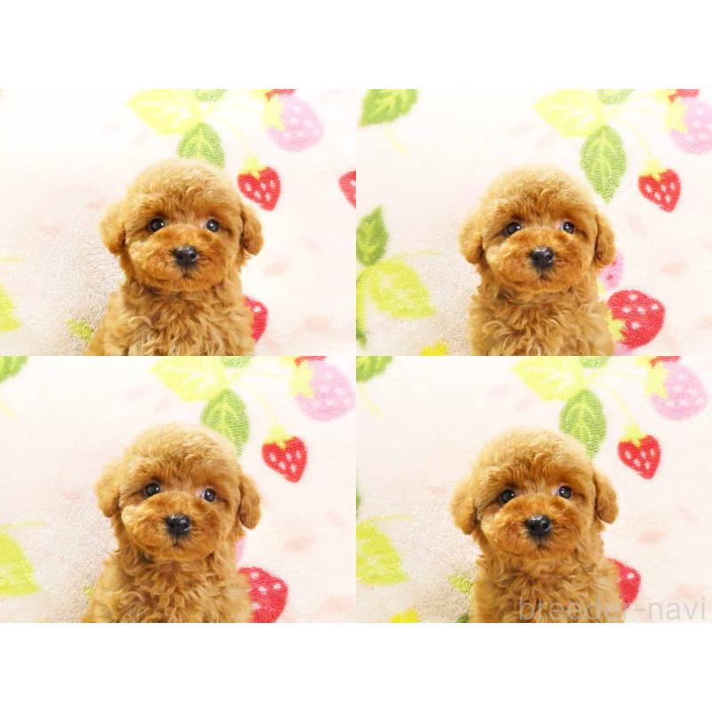 販売中の千葉県のティーカッププードル-436141の6枚目