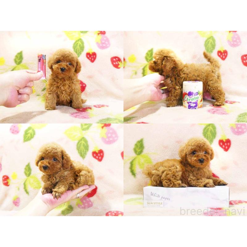 販売中の千葉県のティーカッププードル-436141の5枚目