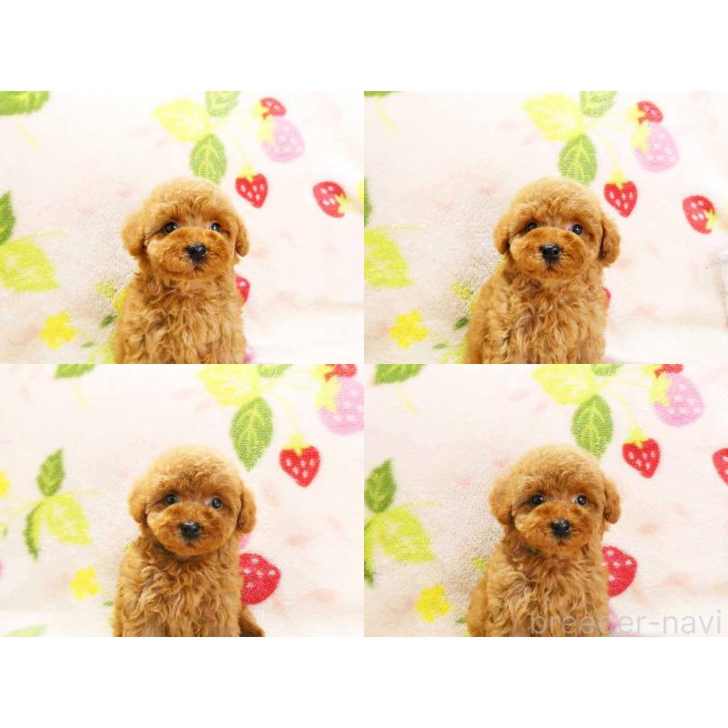 販売中の千葉県のティーカッププードル-436141の4枚目