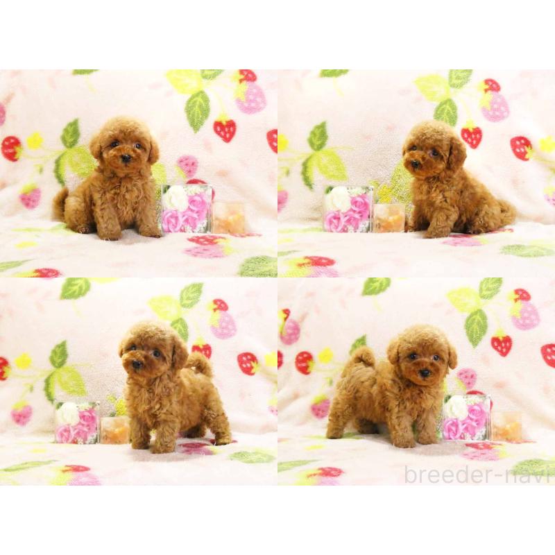 販売中の千葉県のティーカッププードル-436141の3枚目