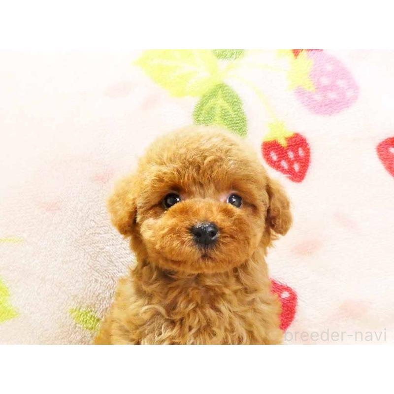 販売中の千葉県のティーカッププードル-436141の2枚目