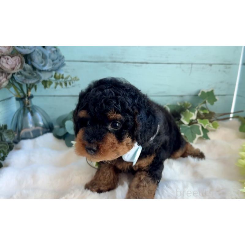 販売中の埼玉県のトイプードル-433123の9枚目