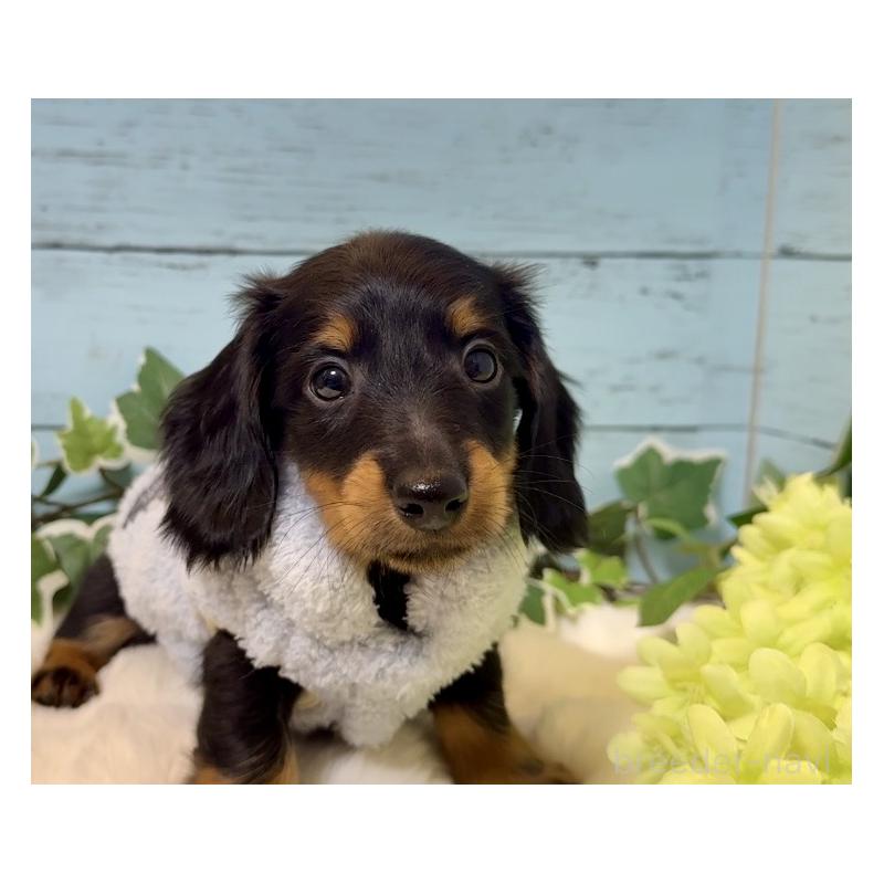 販売中の埼玉県のミニチュアダックスフンド(ロングヘアード)-436142の8枚目