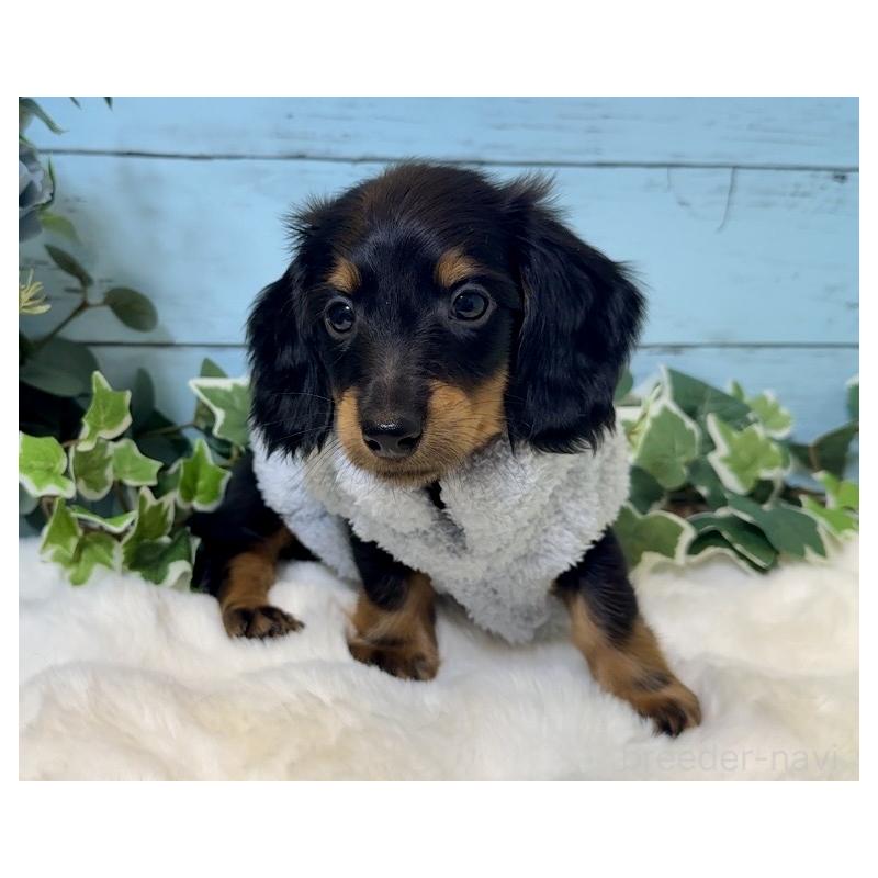 販売中の埼玉県のミニチュアダックスフンド(ロングヘアード)-436142の6枚目