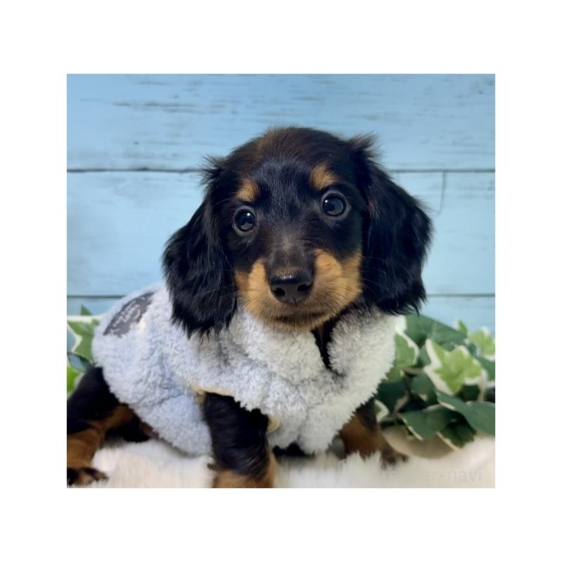 販売中の埼玉県のミニチュアダックスフンド(ロングヘアード)-436142の5枚目