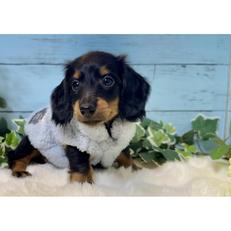 販売中の埼玉県のミニチュアダックスフンド(ロングヘアード)-436142の4枚目