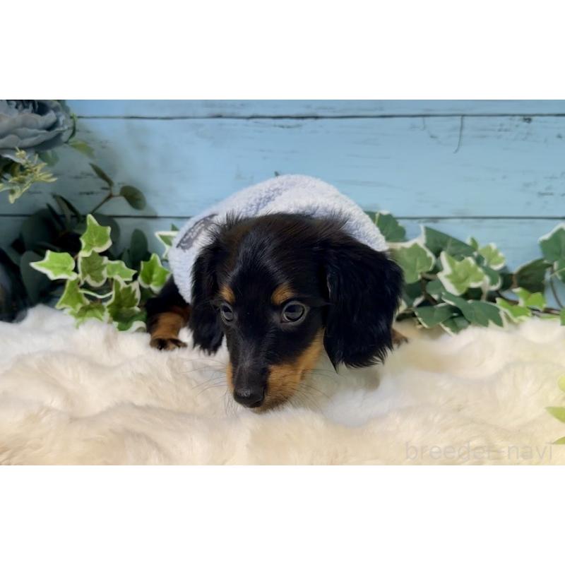 販売中の埼玉県のミニチュアダックスフンド(ロングヘアード)-436142の3枚目