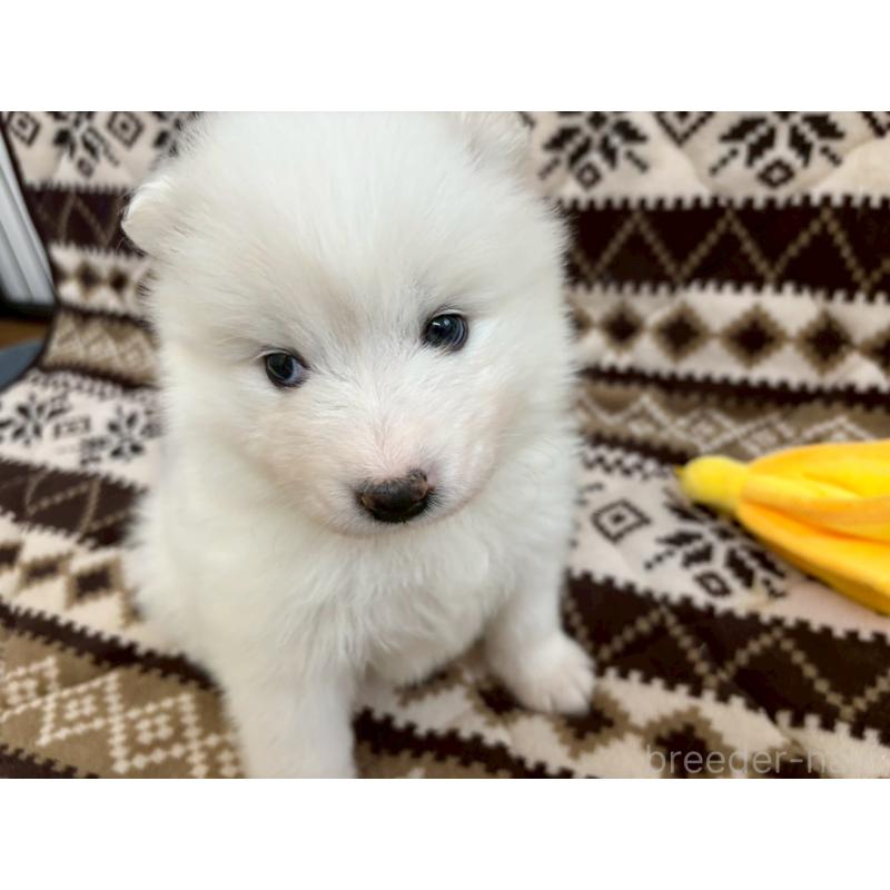 販売中の北海道のサモエド-436146の5枚目