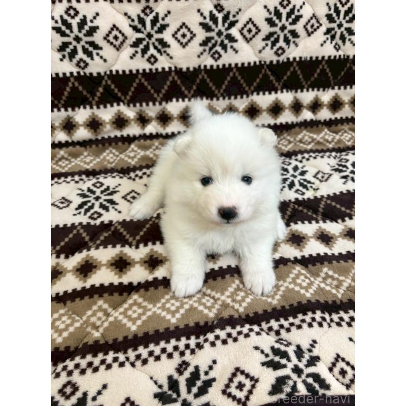 販売中の北海道のサモエド-436146の4枚目