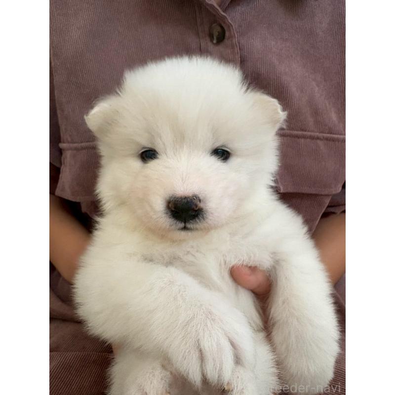 販売中の北海道のサモエド-436146の3枚目