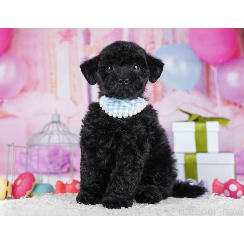 販売中の東京都のトイプードル-436145