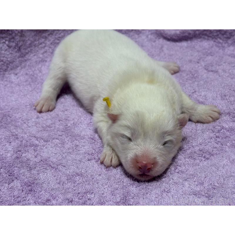 販売中の北海道のサモエド-436146の2枚目