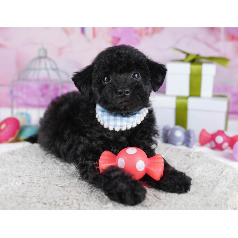 販売中の東京都のトイプードル-436145の6枚目