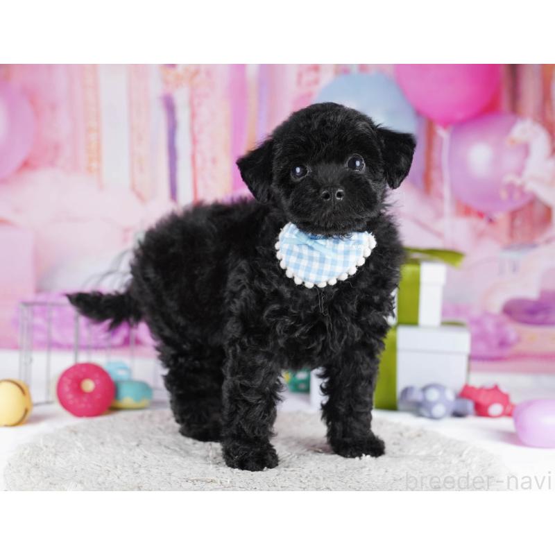 販売中の東京都のトイプードル-436145の5枚目