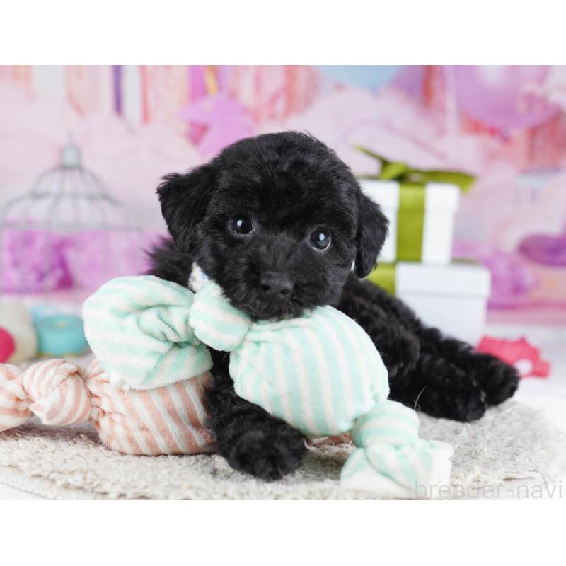 販売中の東京都のトイプードル-436145の4枚目