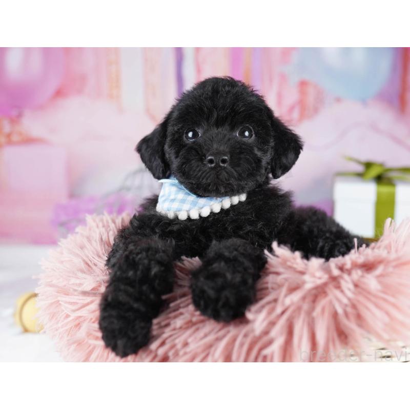 販売中の東京都のトイプードル-436145の3枚目