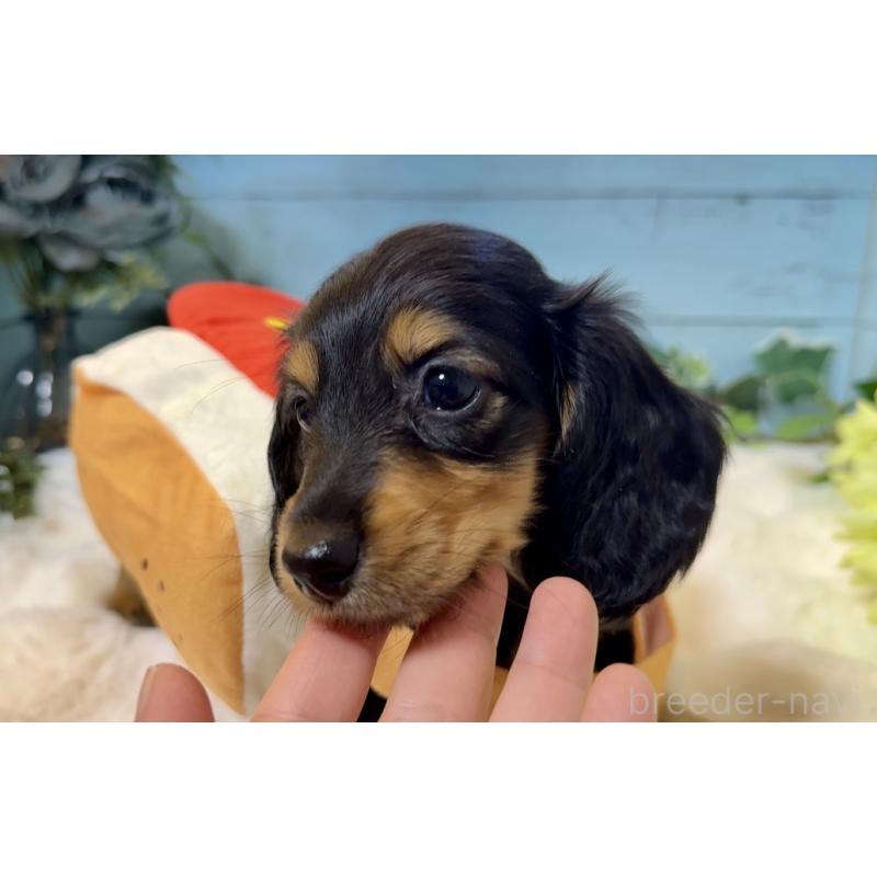 販売中の埼玉県のミニチュアダックスフンド(ロングヘアード)-436143の9枚目