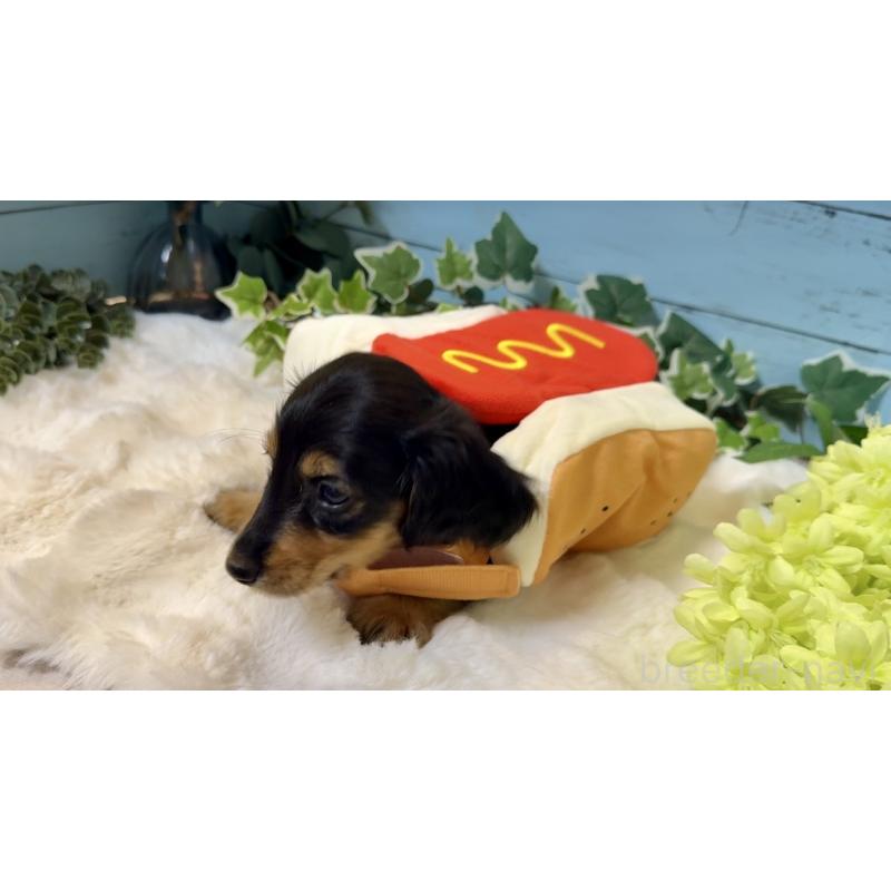 販売中の埼玉県のミニチュアダックスフンド(ロングヘアード)-436143の7枚目