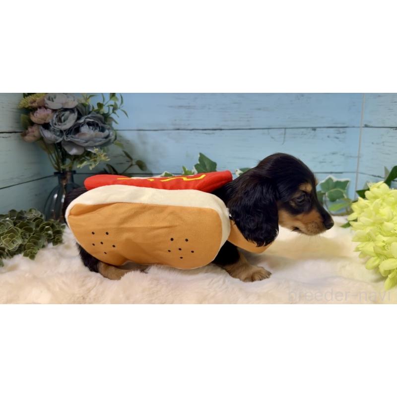 販売中の埼玉県のミニチュアダックスフンド(ロングヘアード)-436143の6枚目