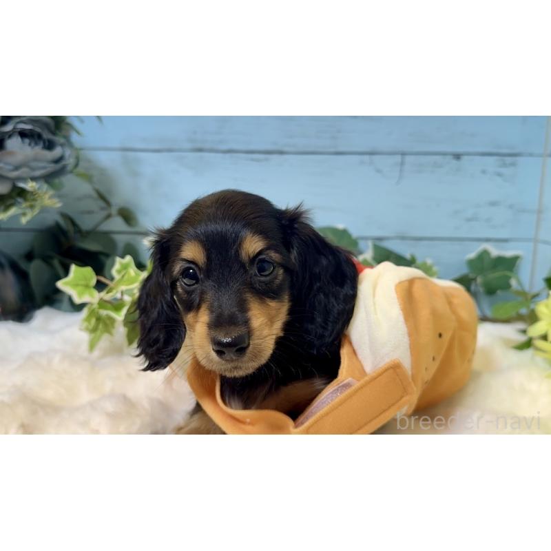 販売中の埼玉県のミニチュアダックスフンド(ロングヘアード)-436143の5枚目