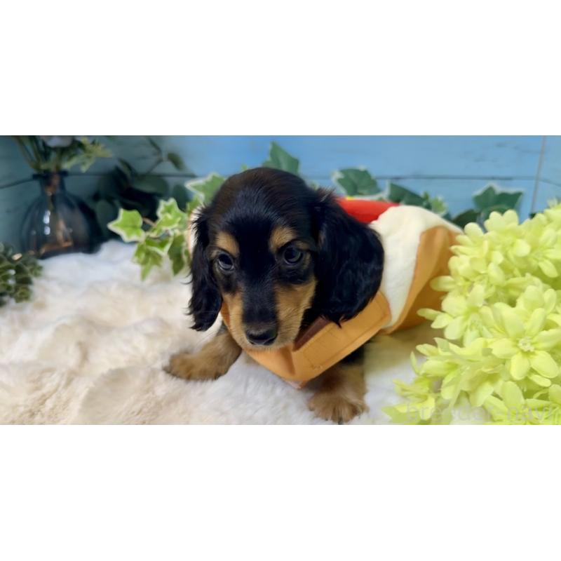 販売中の埼玉県のミニチュアダックスフンド(ロングヘアード)-436143の4枚目