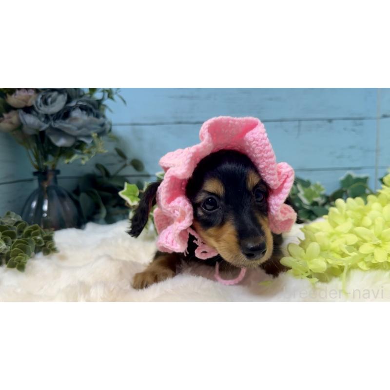 販売中の埼玉県のミニチュアダックスフンド(ロングヘアード)-436143の3枚目