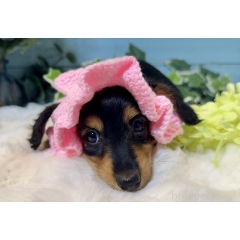 販売中の埼玉県のミニチュアダックスフンド(ロングヘアード)-436143の2枚目