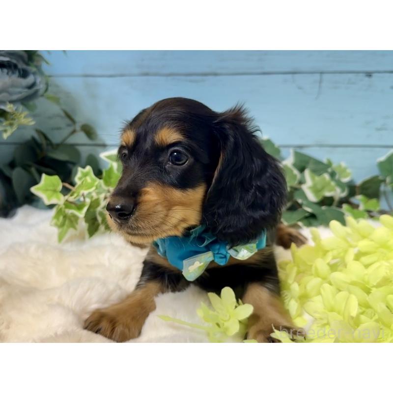 販売中の埼玉県のミニチュアダックスフンド(ロングヘアード)-436144の7枚目