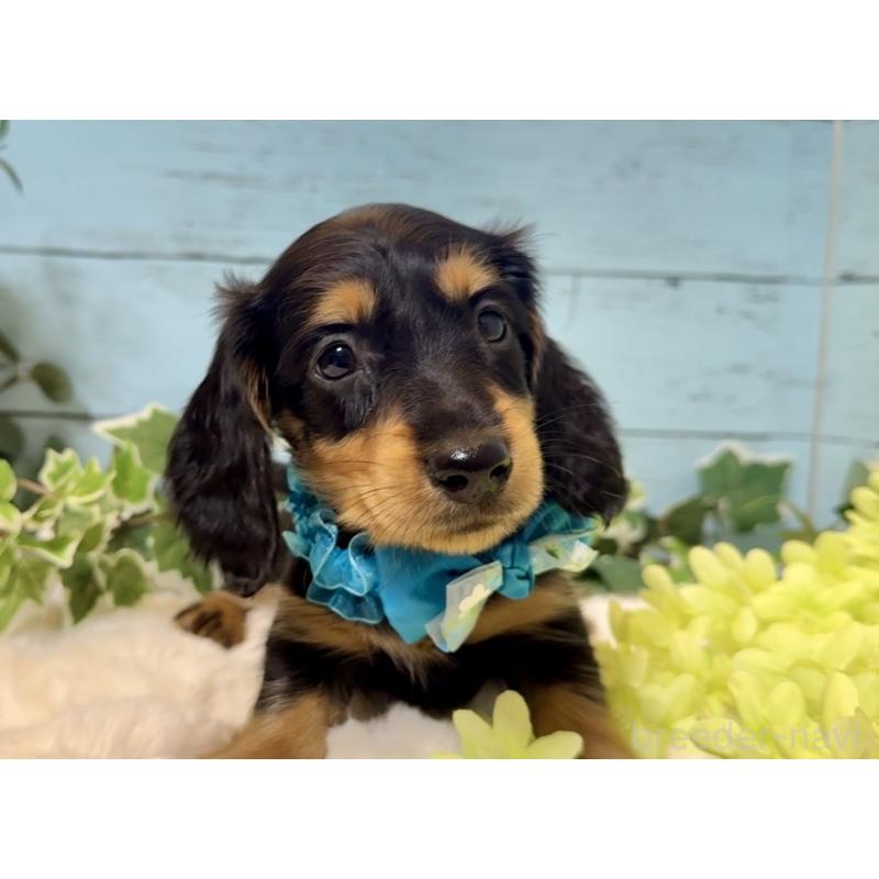 販売中の埼玉県のミニチュアダックスフンド(ロングヘアード)-436144の6枚目