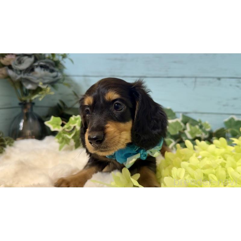 販売中の埼玉県のミニチュアダックスフンド(ロングヘアード)-436144の4枚目