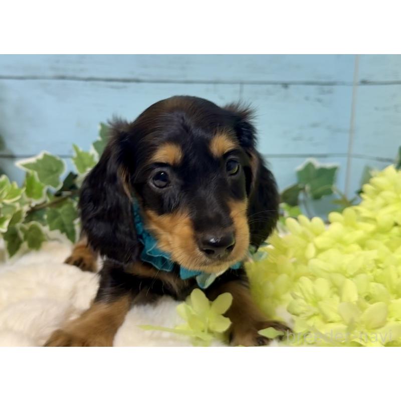 販売中の埼玉県のミニチュアダックスフンド(ロングヘアード)-436144の3枚目