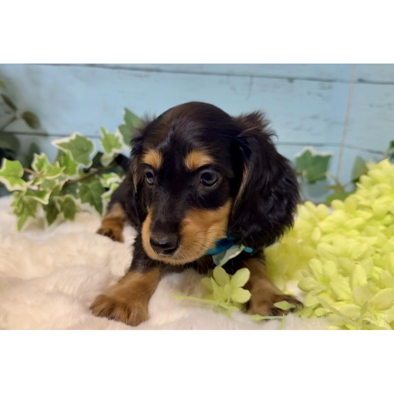 販売中の埼玉県のミニチュアダックスフンド(ロングヘアード)-436144の2枚目