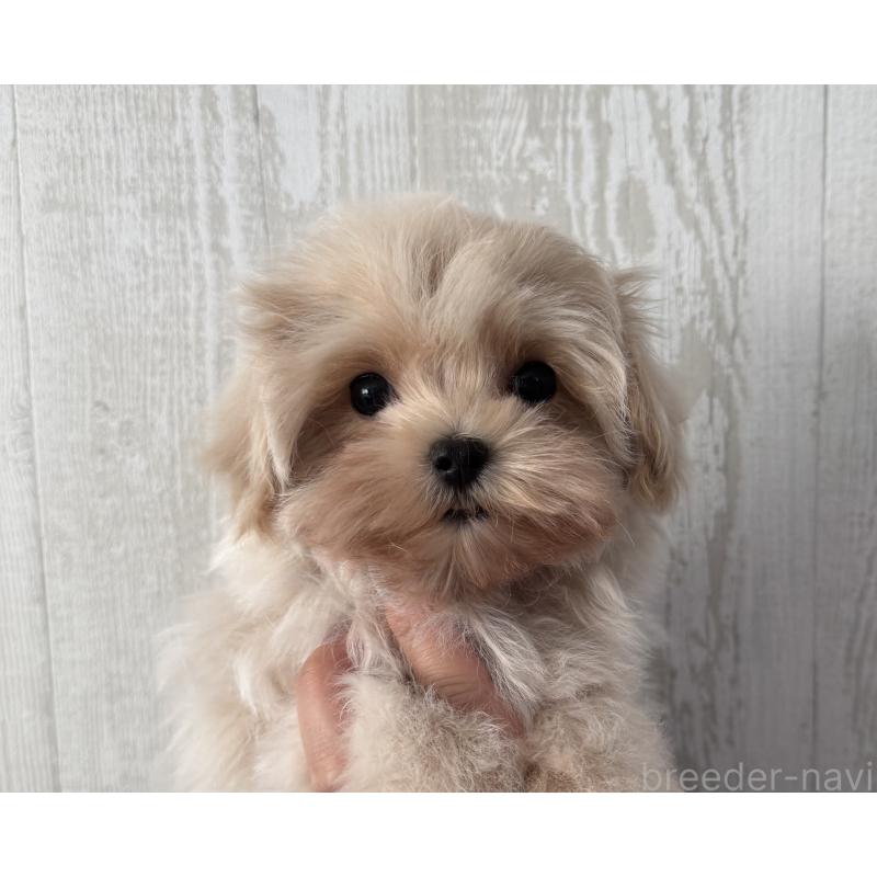 販売中の三重県のマルプー:マルチーズ×トイプードル-430669