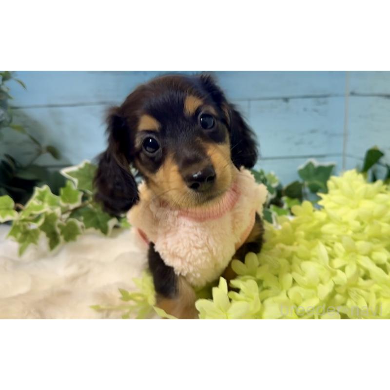 販売中の埼玉県のミニチュアダックスフンド(ロングヘアード)-436147の7枚目