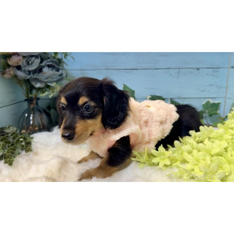 販売中の埼玉県のミニチュアダックスフンド(ロングヘアード)-436147の6枚目