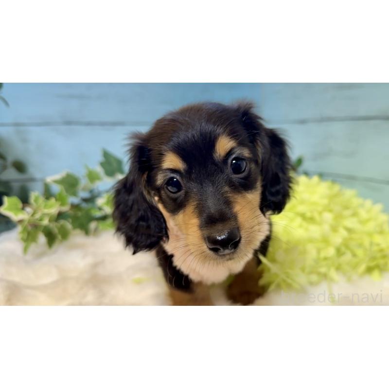 販売中の埼玉県のミニチュアダックスフンド(ロングヘアード)-436147の3枚目