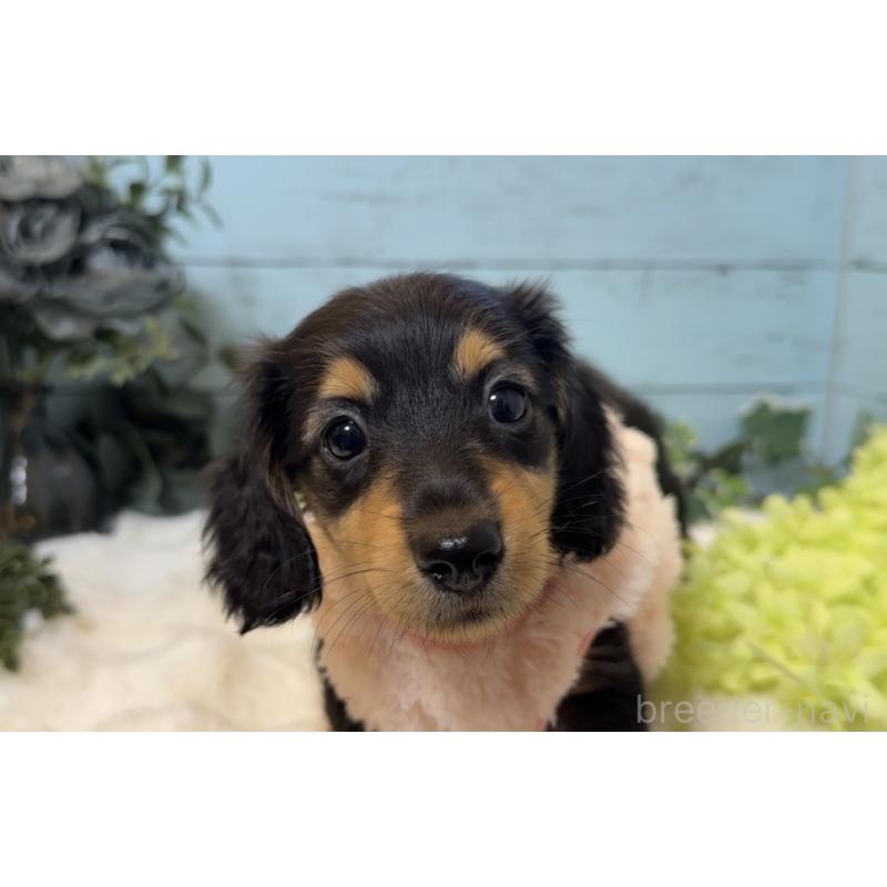 販売中の埼玉県のミニチュアダックスフンド(ロングヘアード)-436147の2枚目