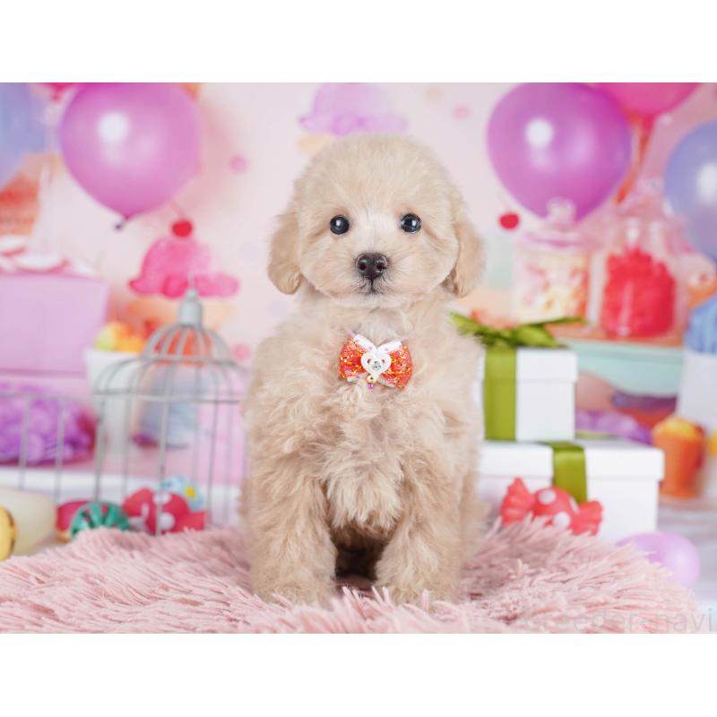 販売中の東京都のトイプードル-436149の1枚目