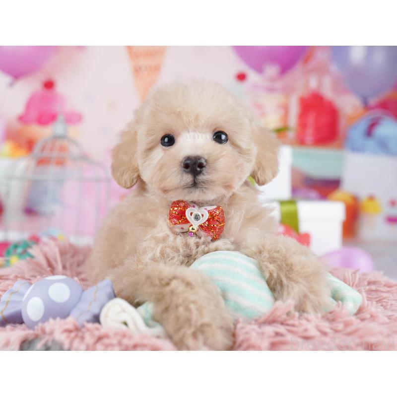 販売中の東京都のトイプードル-436149の6枚目