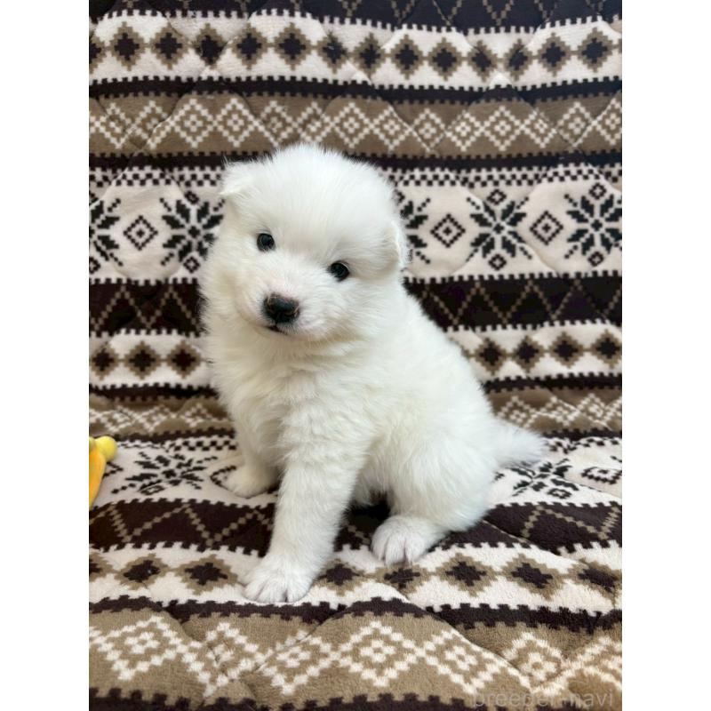 販売中の北海道のサモエド-436148の4枚目