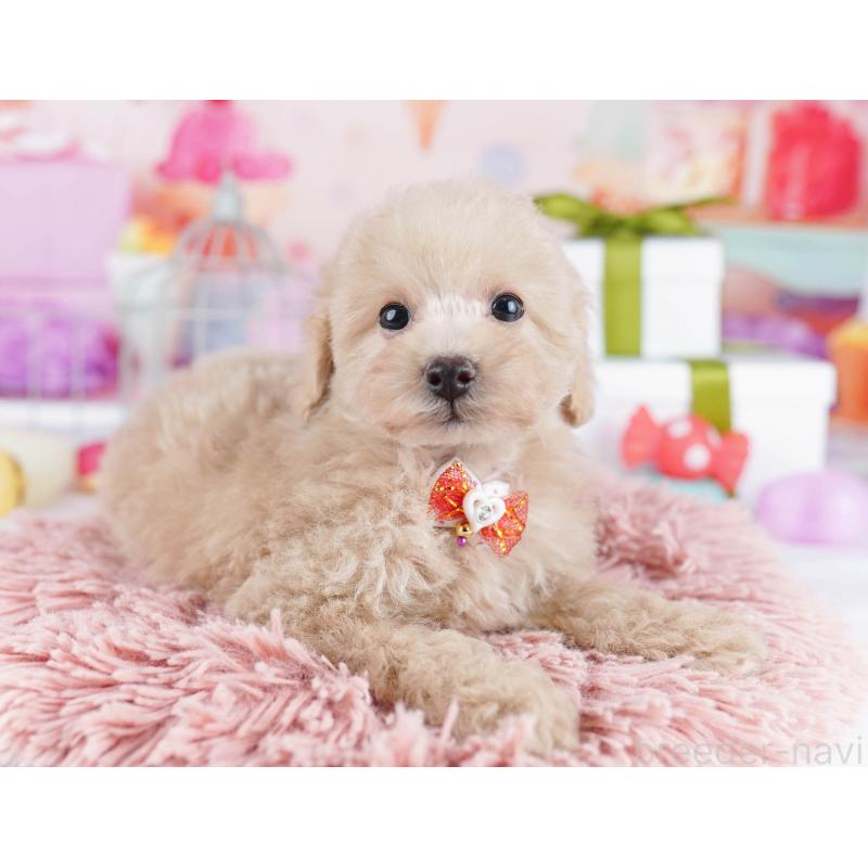 販売中の東京都のトイプードル-436149の5枚目