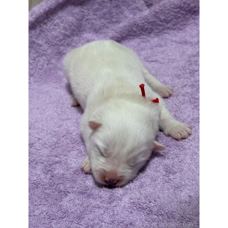 販売中の北海道のサモエド-436148の2枚目