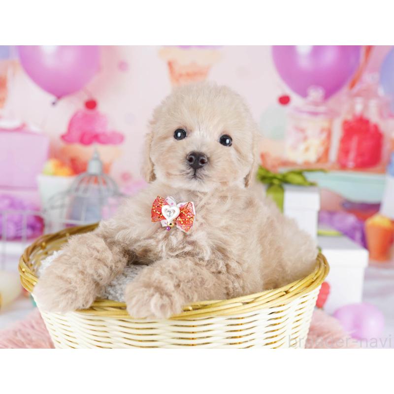 販売中の東京都のトイプードル-436149の4枚目